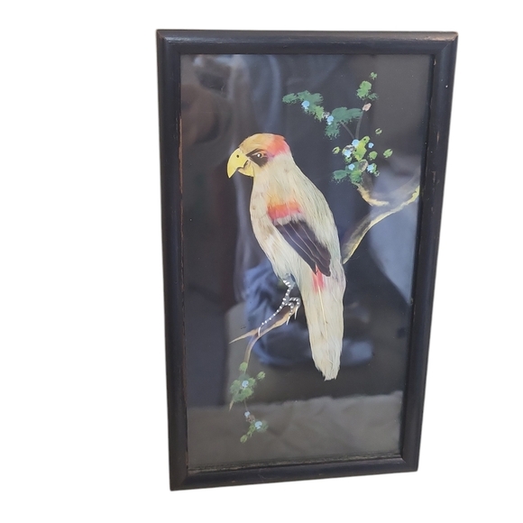 Bird 1950s Real Tropical Bird Feathers Watercolor Painting